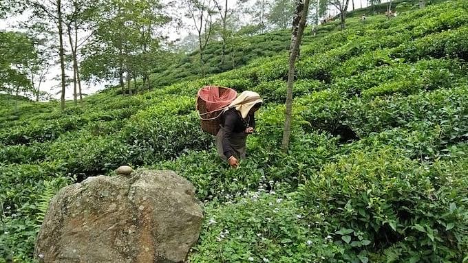 Many tea estates in Darjeeling are increasing canopy cover to minimise the impact of climate change.&nbsp;
