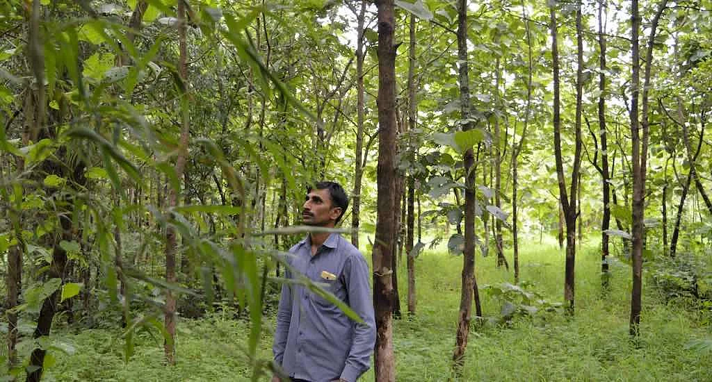 Under the joint forest management system, the forest department and Poi villagers have restored the degraded forest.
