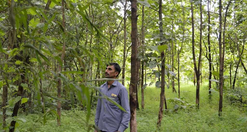 Thanks to  of over 180 households in Maharashtra’s Poi, its forest has become a shining example of conservation.