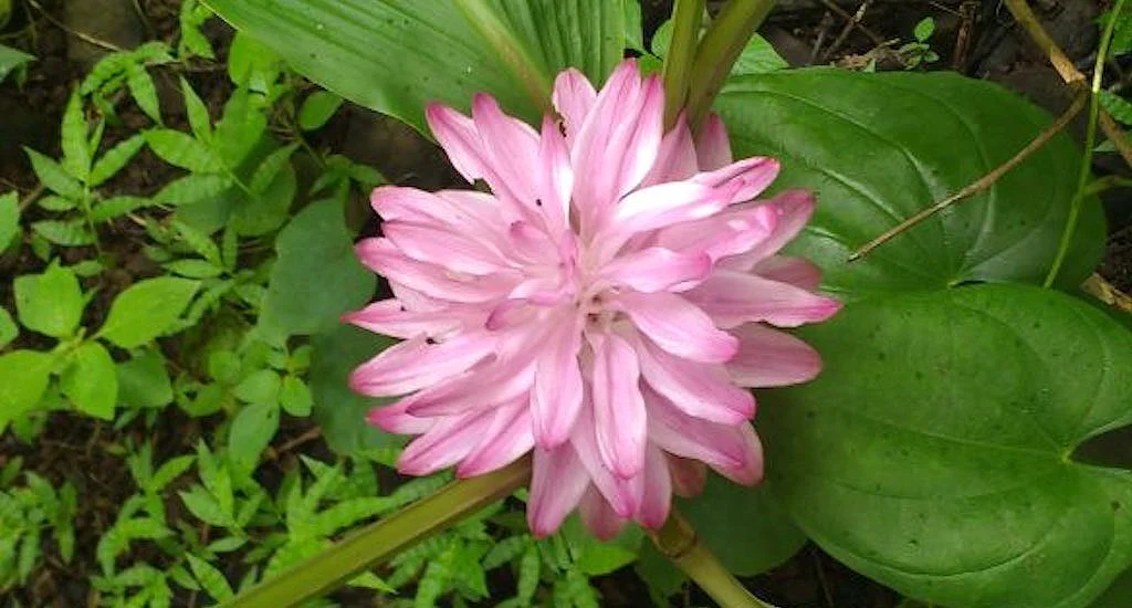 Wild turmeric growing in Poi forest.