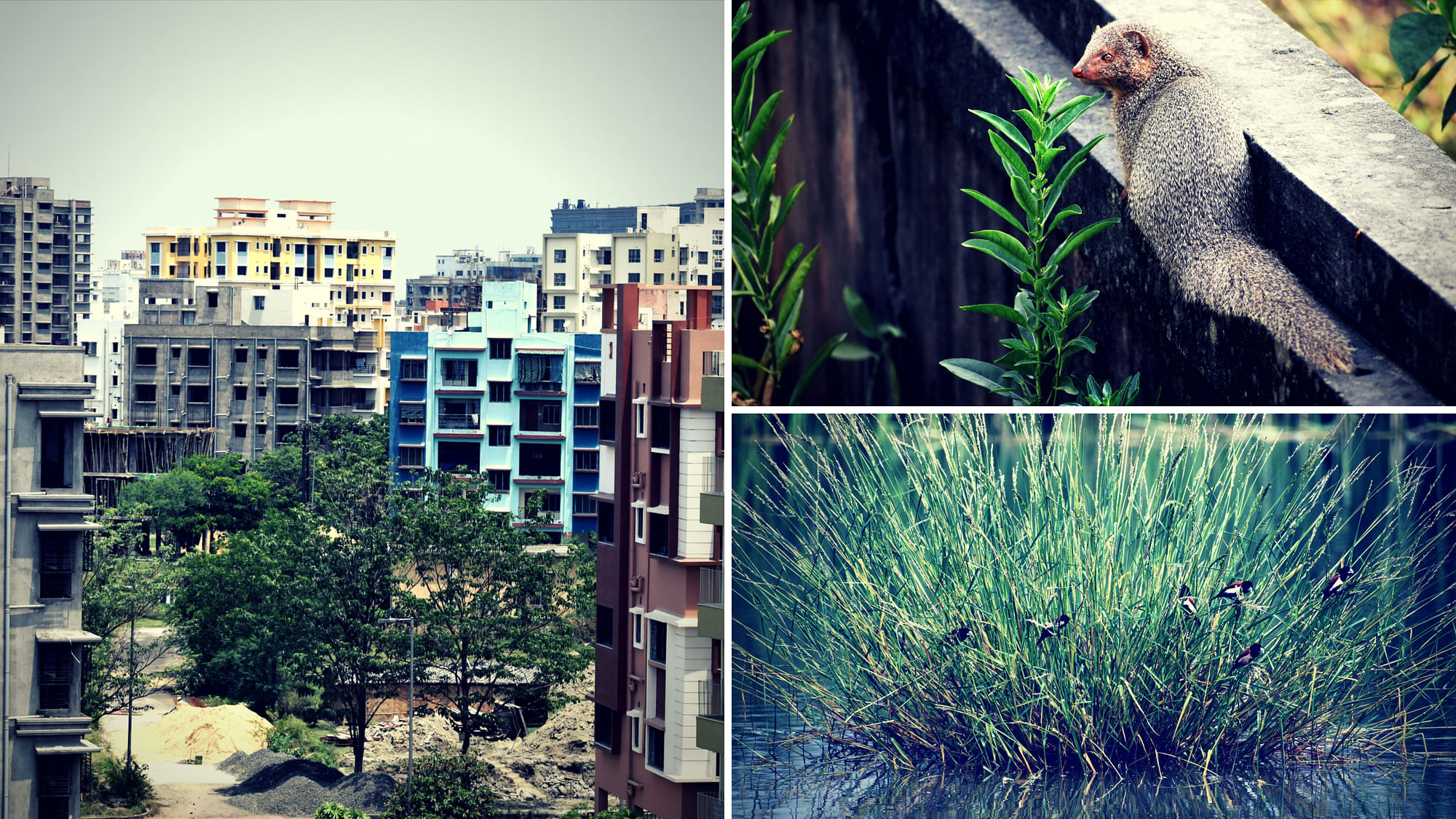An urban forest is emerging in New Town, Rajarhat.