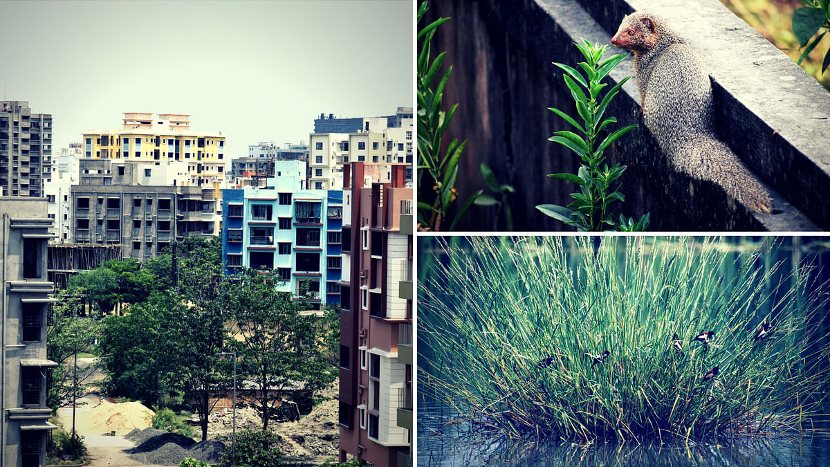 In the Heart of Concrete Kolkata, a Man-Made Forest is Emerging!