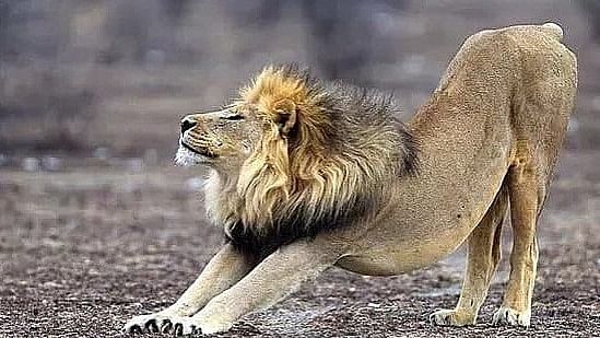 A lion leisurely stretching in the wild.&nbsp;