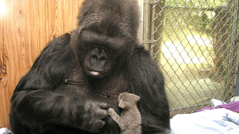Koko, the gorilla who mastered American sign language.