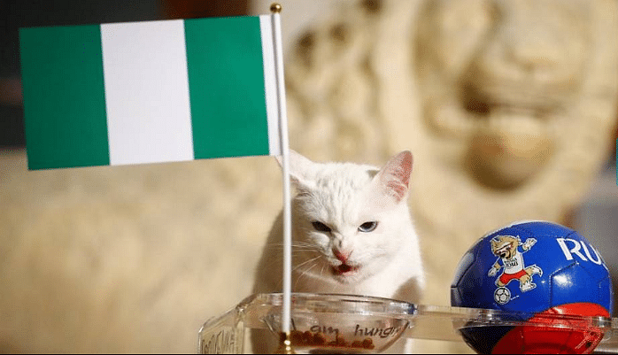 Animal oracle Achilles the cat has been predicting World Cup 2018 matches – and he pegged Argentina to lose?