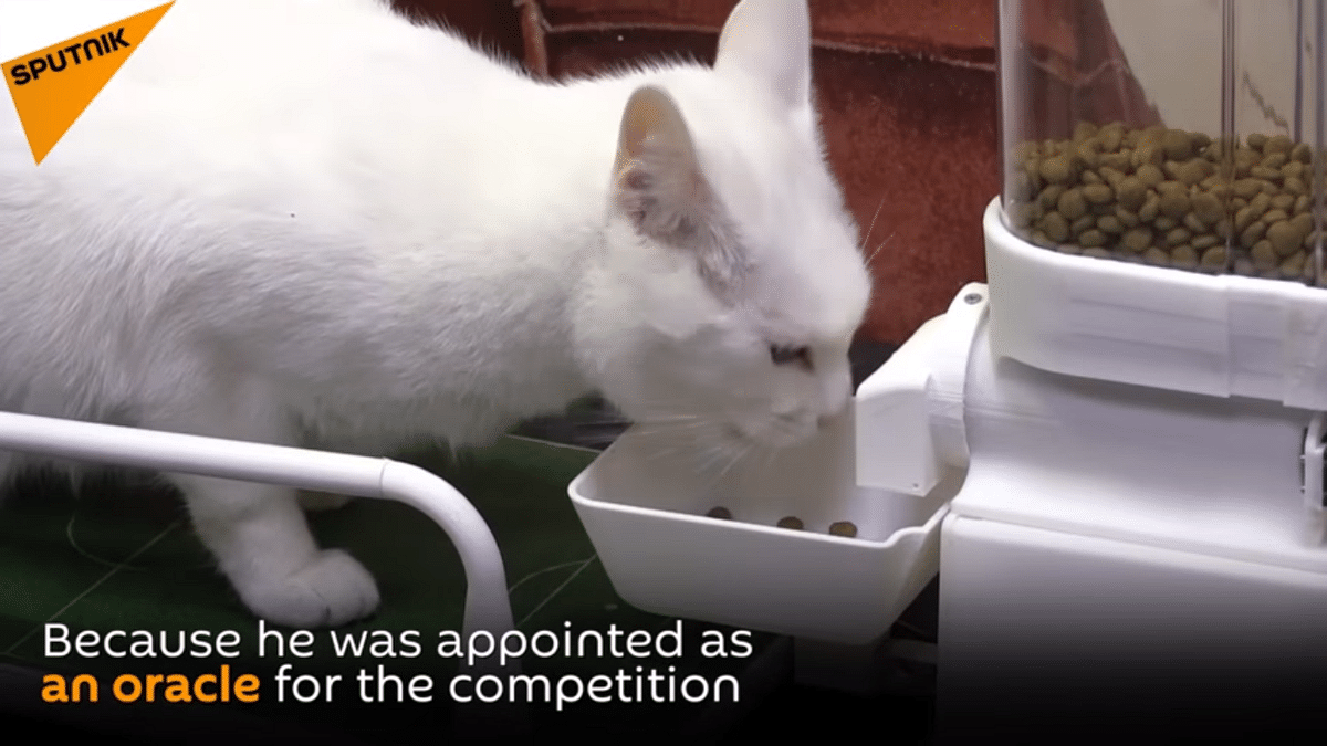 Know more about Achilles, the official clairvoyant cat of the 2018 World Cup!