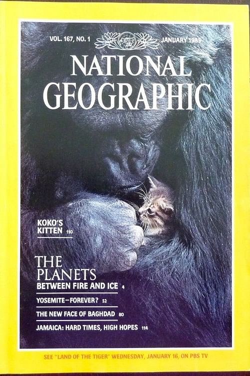 Koko featured  on the cover of National Geographic magazine twice and was friends with DiCaprio and Robin Williams.