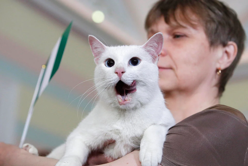 “Meowza! I got it wrong?!”