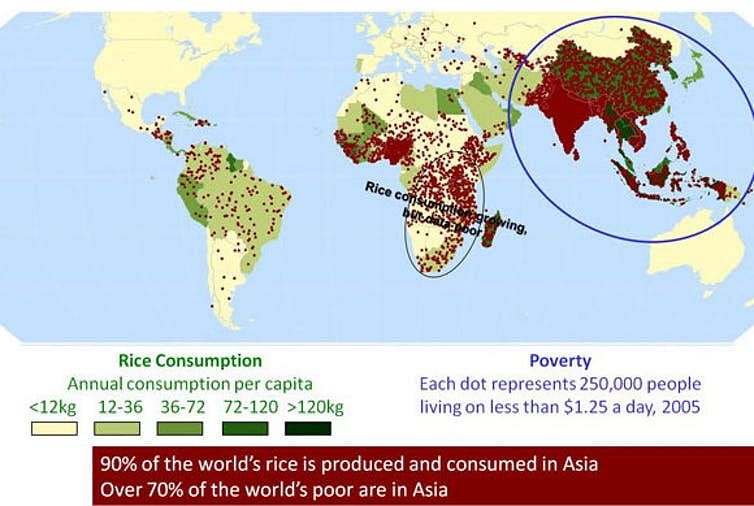 Rice is the primary food source for more than 3 billion people around the world.
