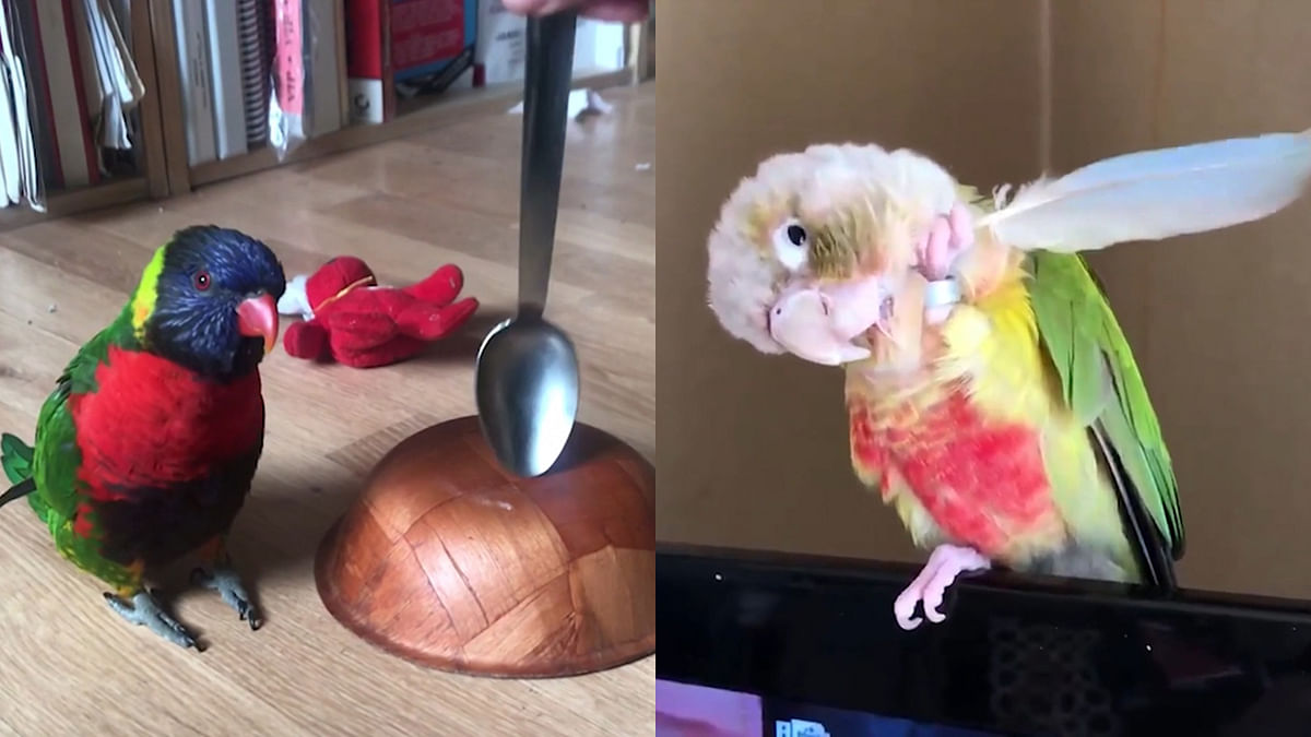 Watch: Two Parakeets, Two Adorably Weird Habits