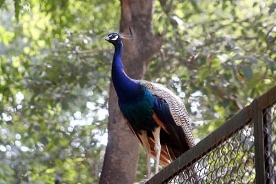 A peacock sits. (Photo: IANS)
