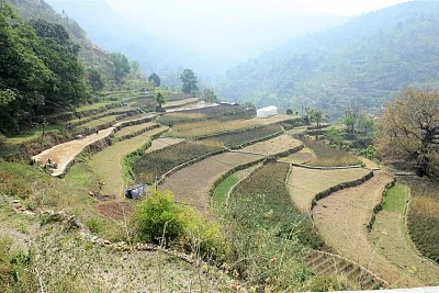 Step farms of Tipli, now revive are used for variety of crops.