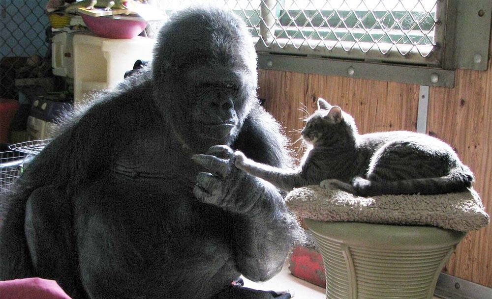 Koko, a western lowland gorilla, was said to have mastered American Sign Language.