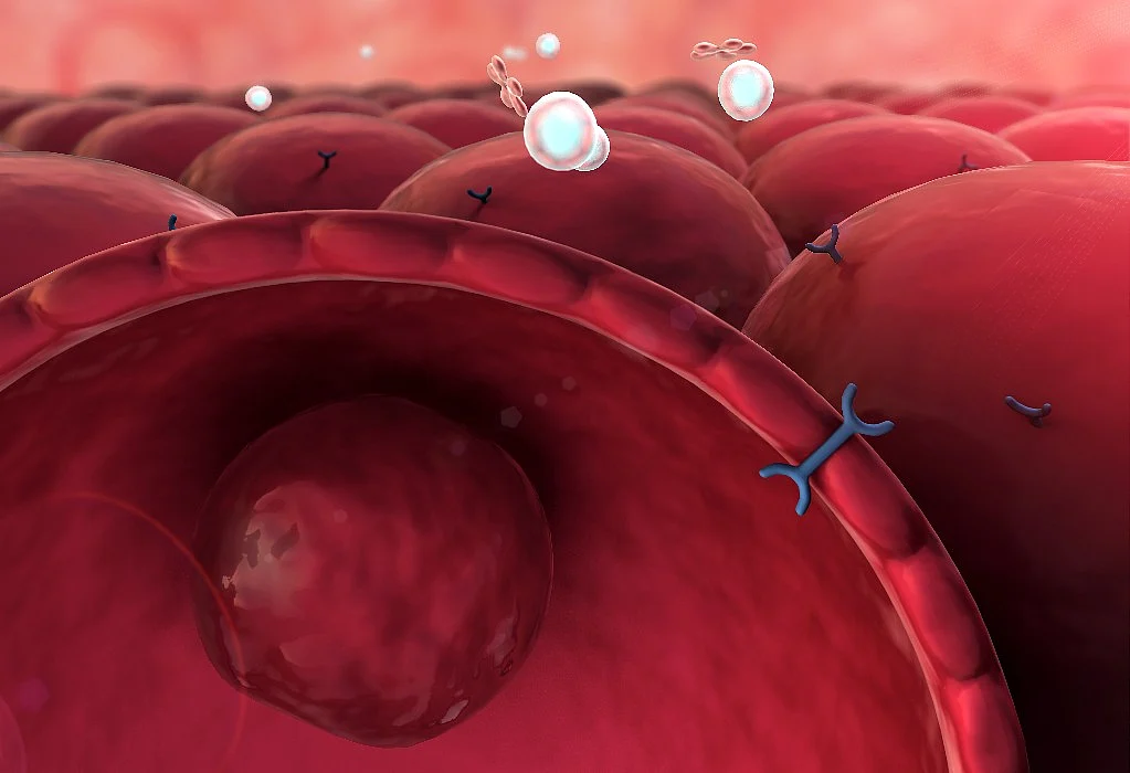 When our bodies develop insulin resistance, the cells stop absorbing the glucose. This forces the glucose to accumulate in the blood stream which ends in high blood sugar levels.