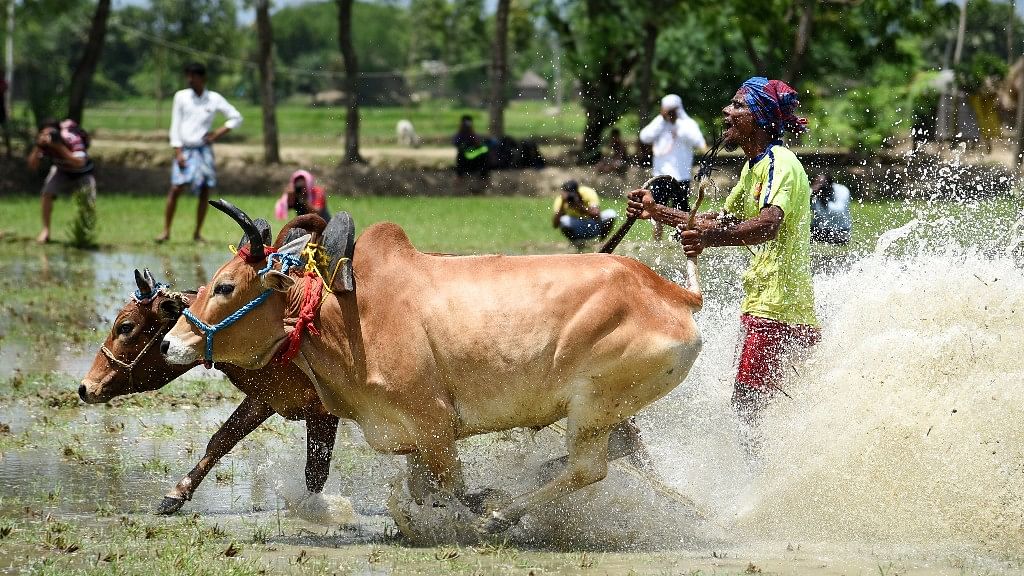 The village of Herobhanga organises a bullock race, locally referred to as “Moi-Chhara”, annually.