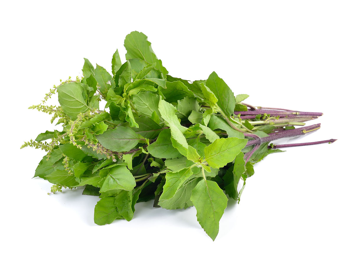 <div class="paragraphs"><p>Basil leaves and its benefits</p></div>