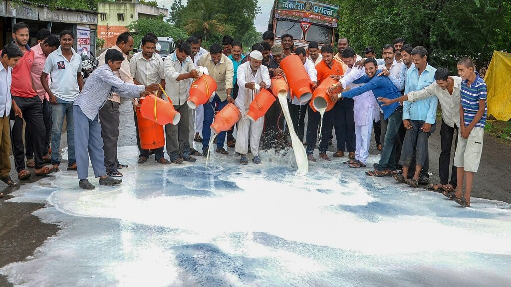 Swabhimani Shetkari Sanghatna activists drain milk onto the streets of Ahmednagar during the demonstration.