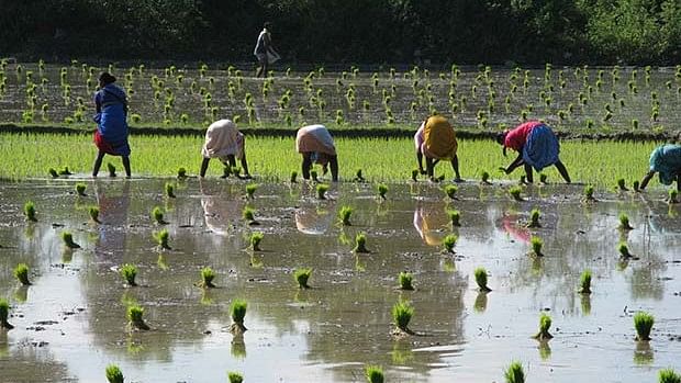 Rice consumes the most water per tonne of output while delivering the least nutrients.