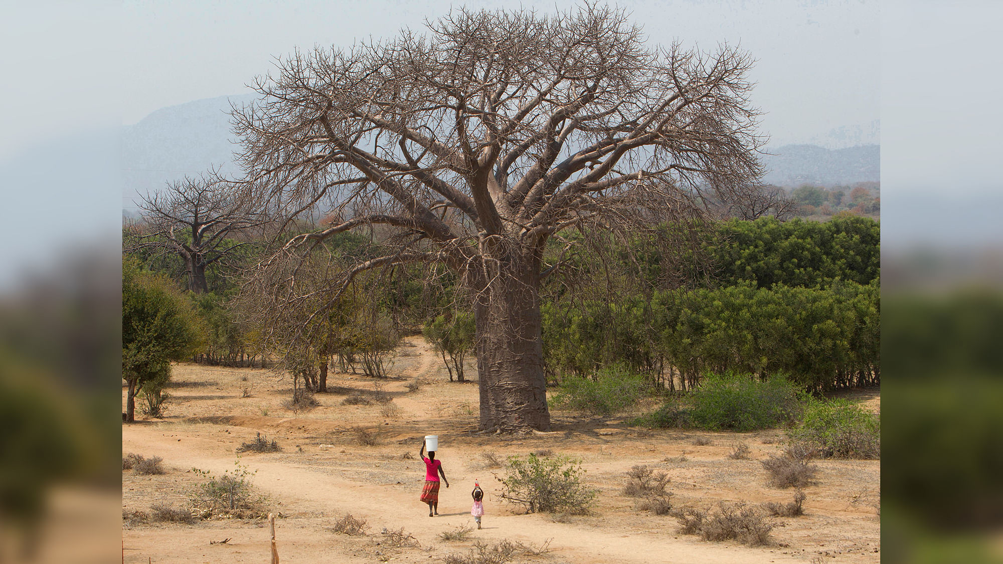 Baobab trees dot southern Africa’s hot and dry stretches of savanna.&nbsp; &nbsp;  &nbsp;