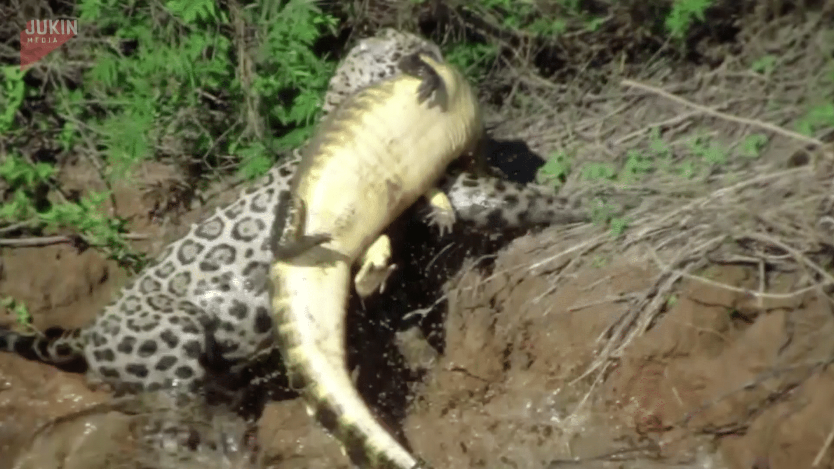 Jaguar with the alligator between his jaws.