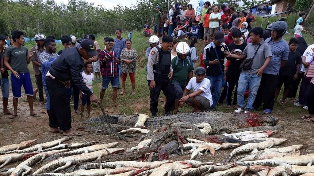 People look at the carcasses of crocodiles slaughtered by villagers in Sorong, West Papua, Indonesia.&nbsp;