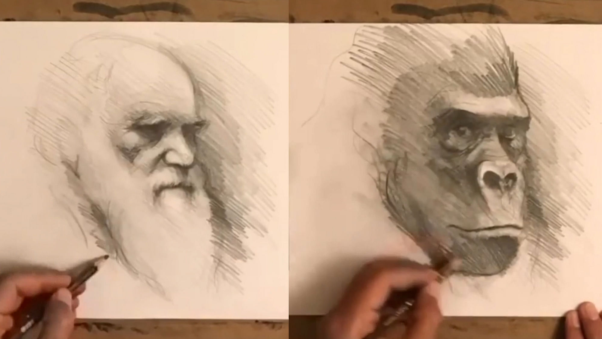 Portraits of Charles Darwin and a Gorilla