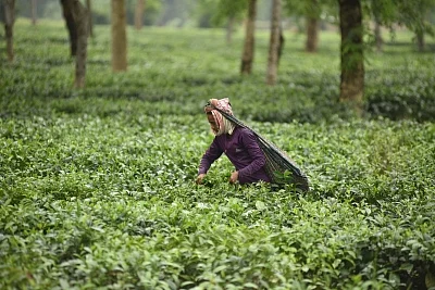 Tea garden. (File Photo: IANS)