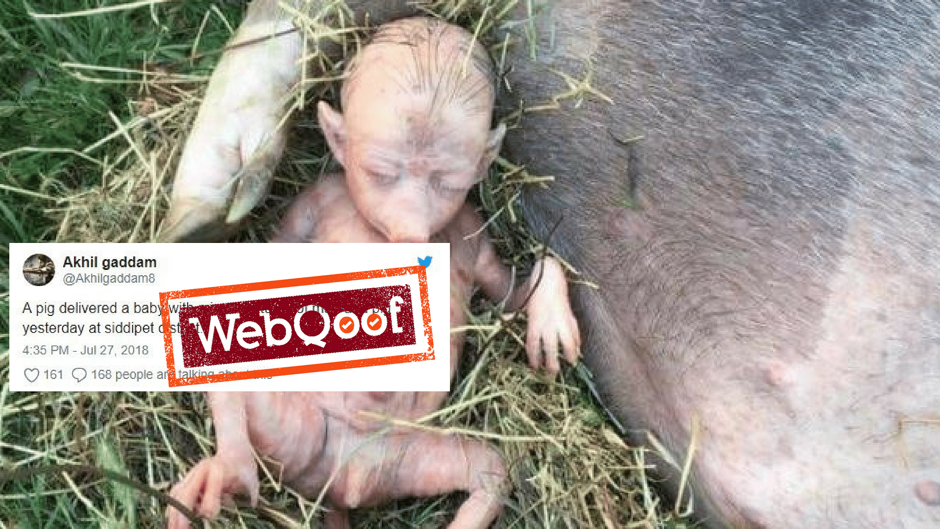A set of photos claiming that a pig had delivered a baby with human features is viral on social media.