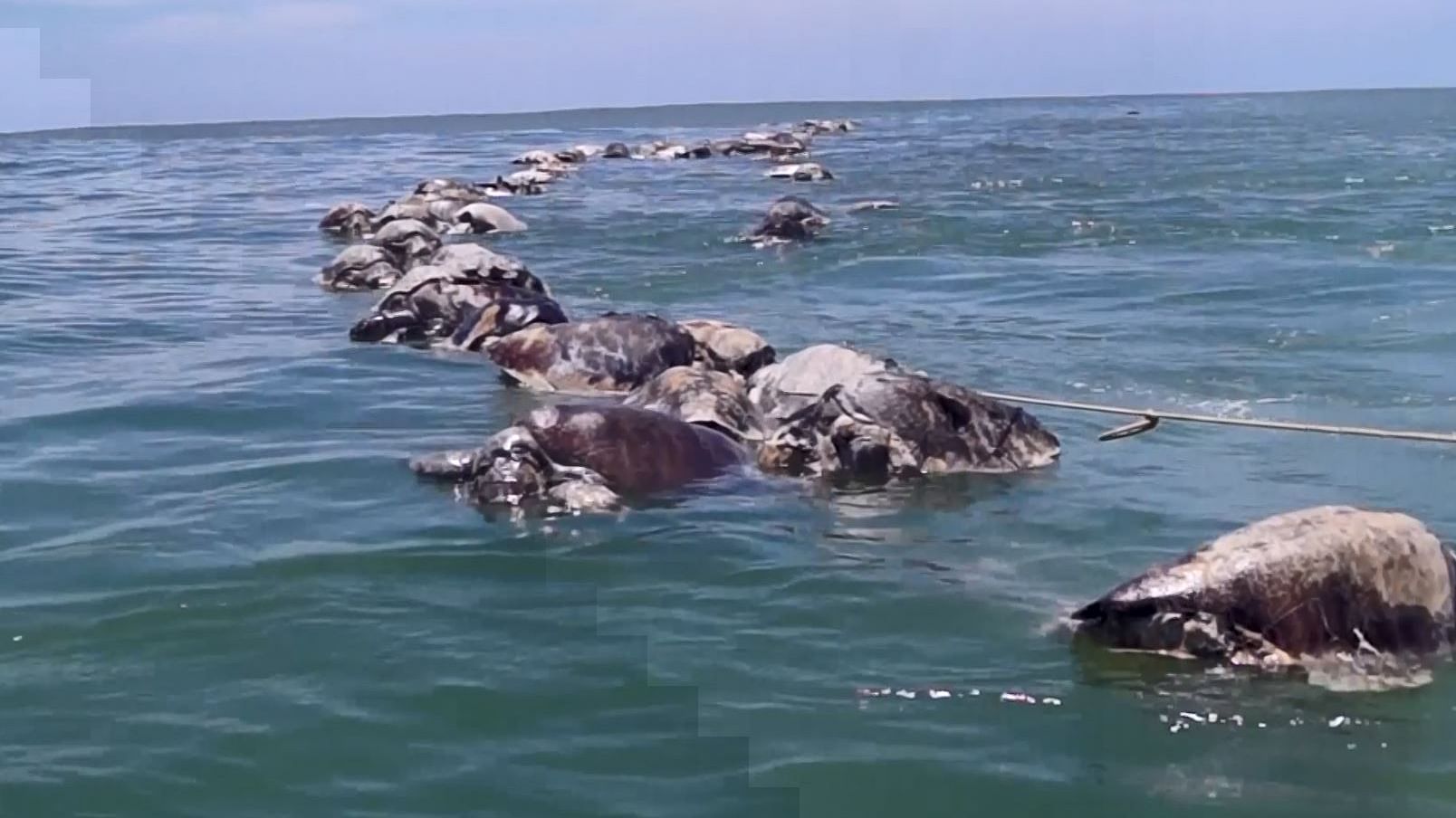 300 Olive Ridley turtles found floating dead off Mexico’s South Pacific coast