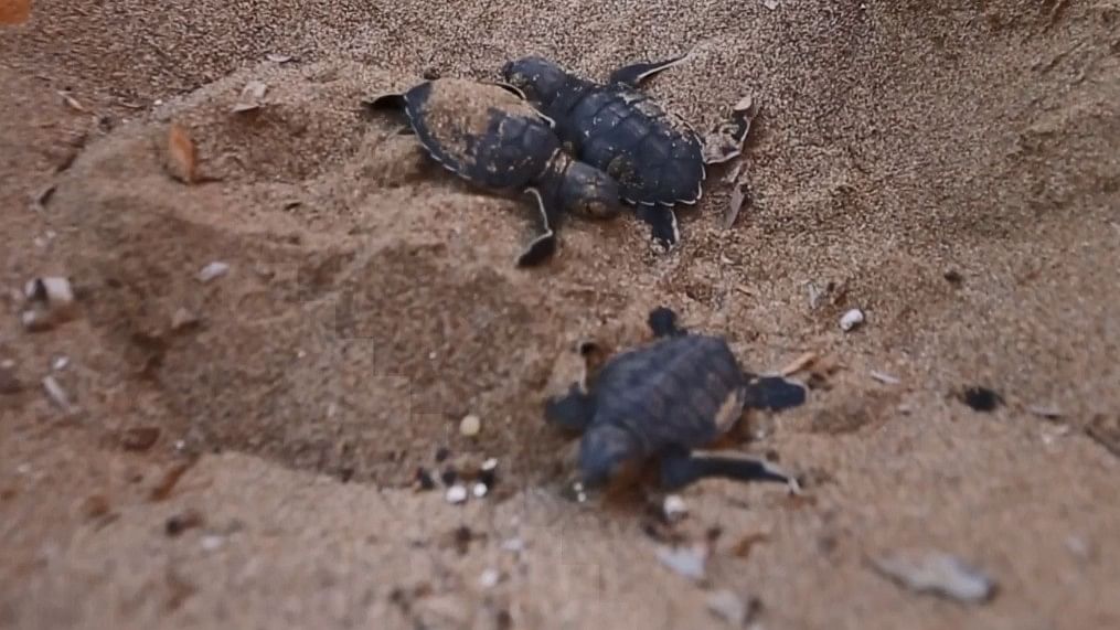 Cyprus’ Turtle Conservation Efforts Pay Off as Population Triples!