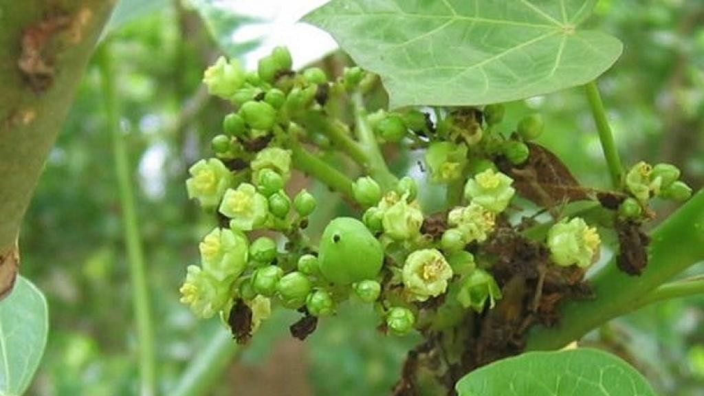 A major obstacle in implementing the biodiesel programme has been the difficulty in initiating large-scale cultivation of Jatropha.