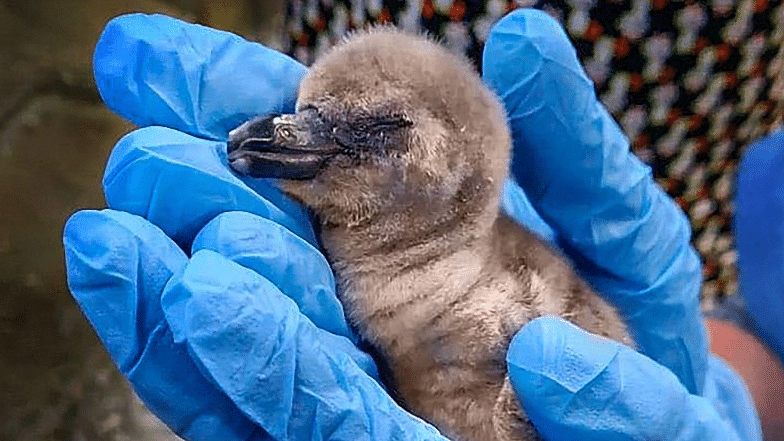 The first-ever Humboldt penguin chick born in the country has died within a week of its birth.