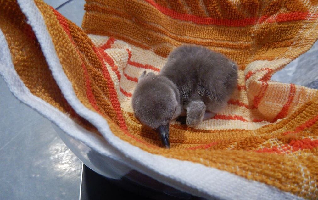 The baby penguin will be monitored closely for the first three months of its life.