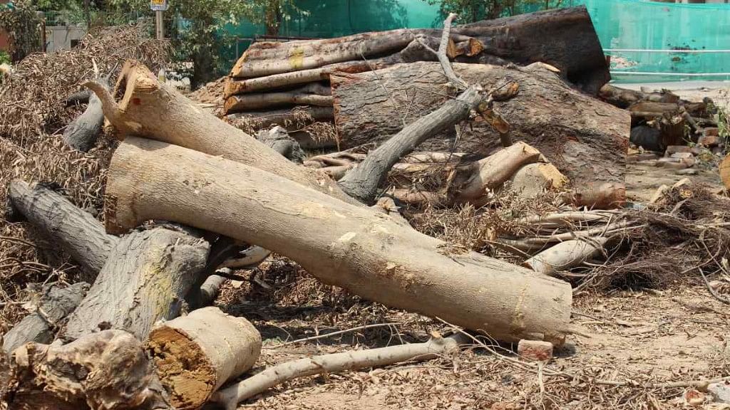 Trees have been felled in South Delhi’s Netaji Nagar as a part of redevelopment of central government accommodations.