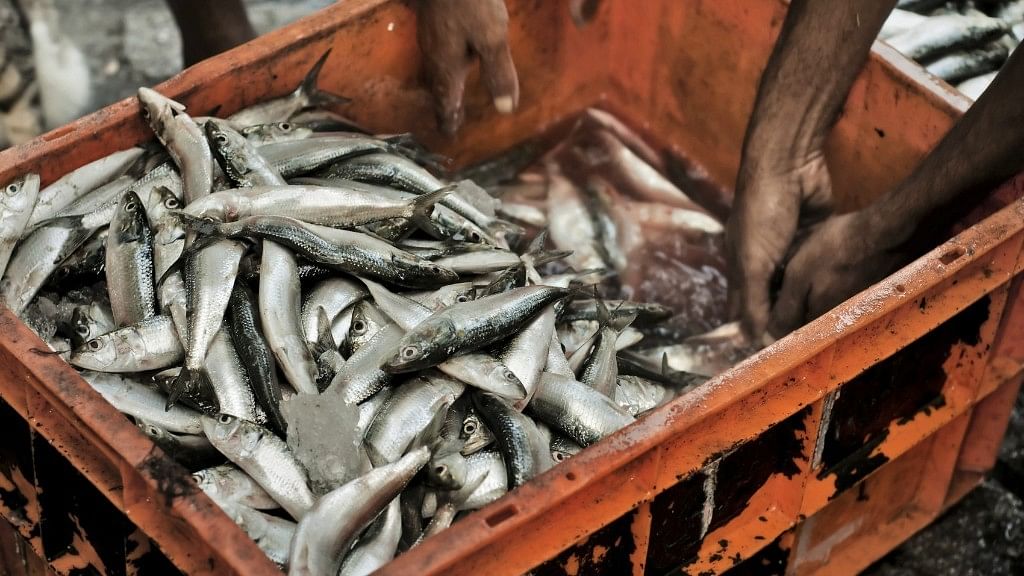 According to a report,  wholesale fish traders submerge their catch in a solution called ‘formalin’ to prevent rotting.&nbsp;