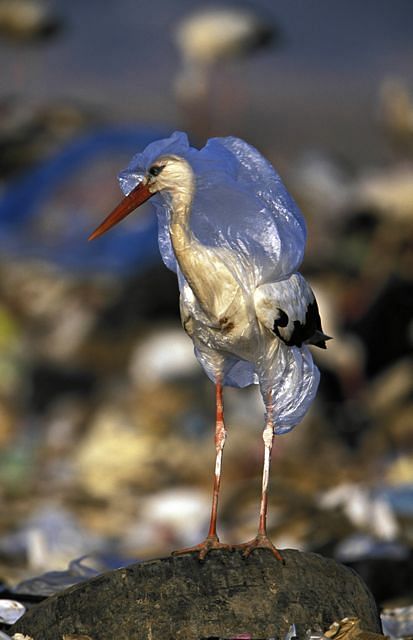 According to the UNEP, plastic makes up 80% of total ocean waste, killing 100,000 million marine animals every year.