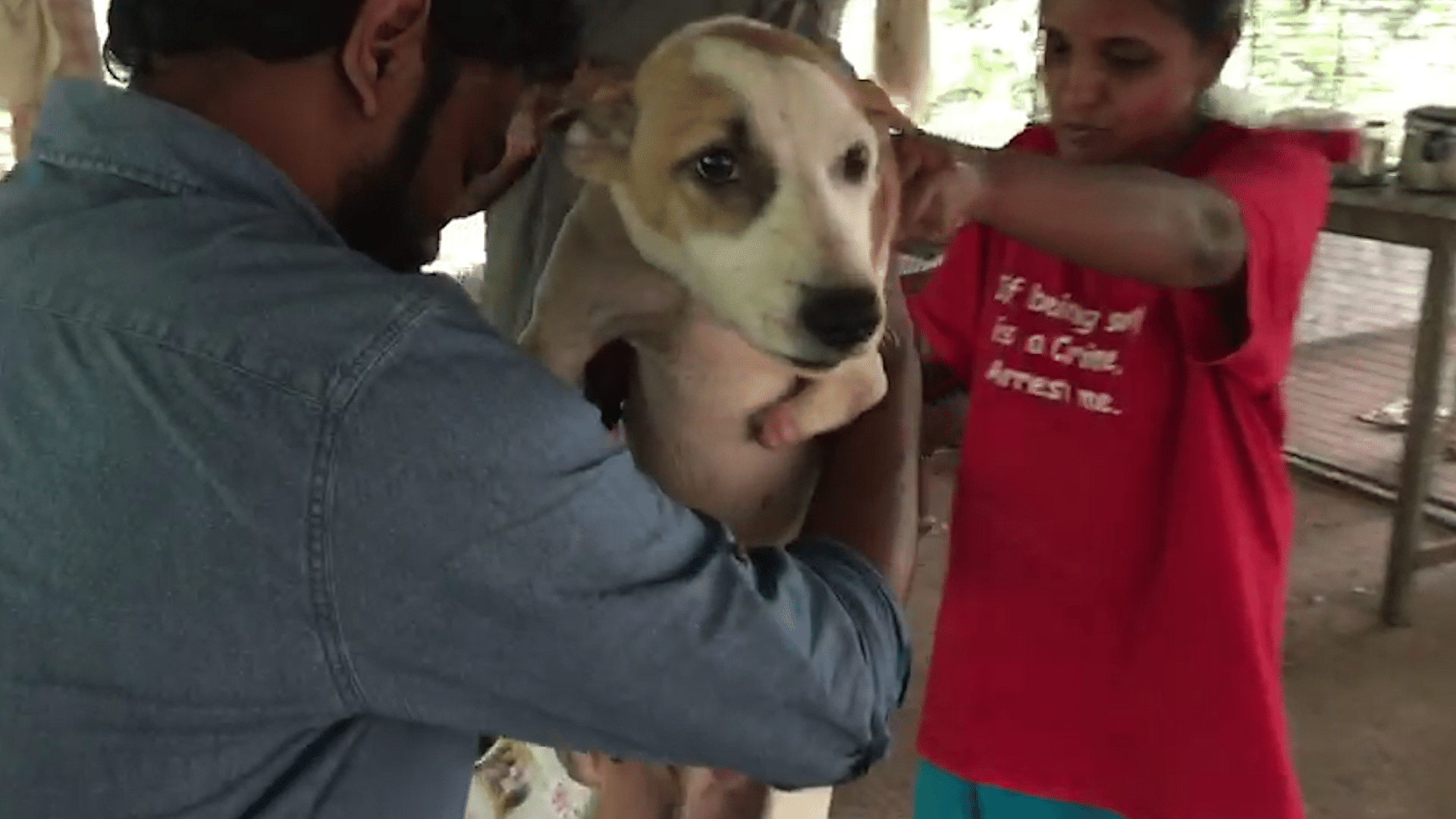 A family of three from Muvattupuzha in Ernakulam endured nature’s fury for five days to save their 27 dogs.