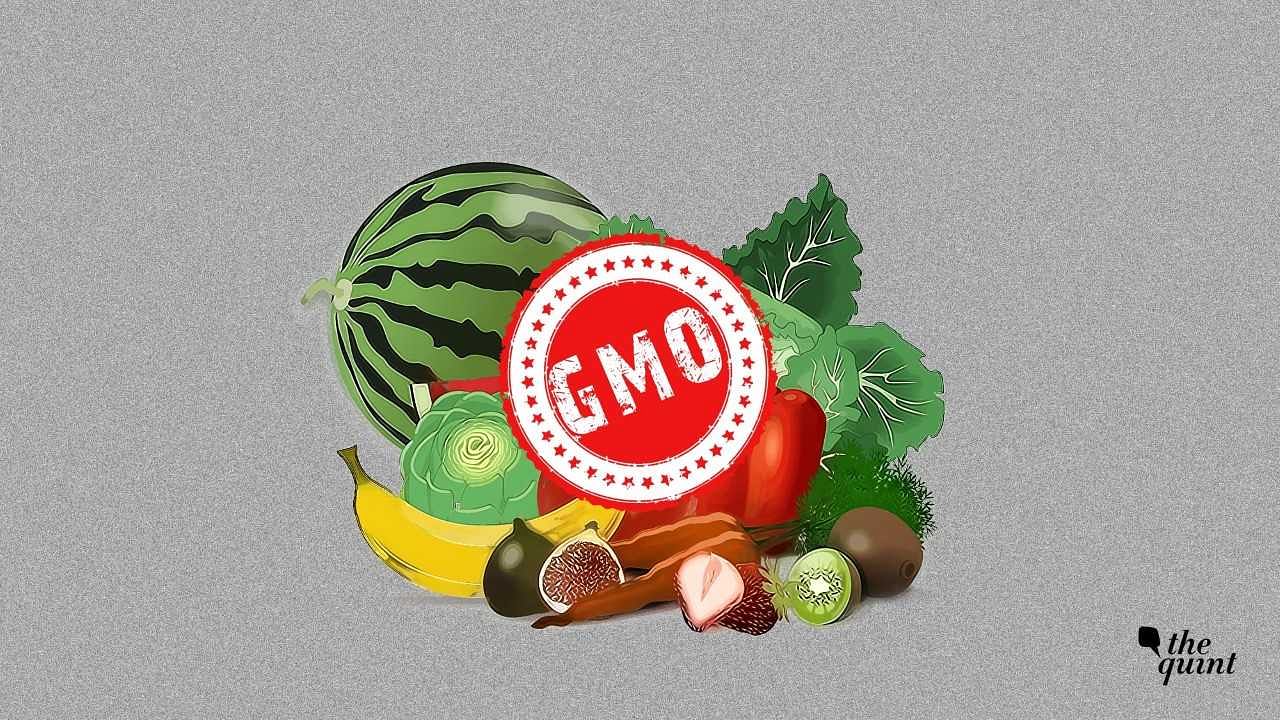 Representational image for food containing Genetically Modified Organisms