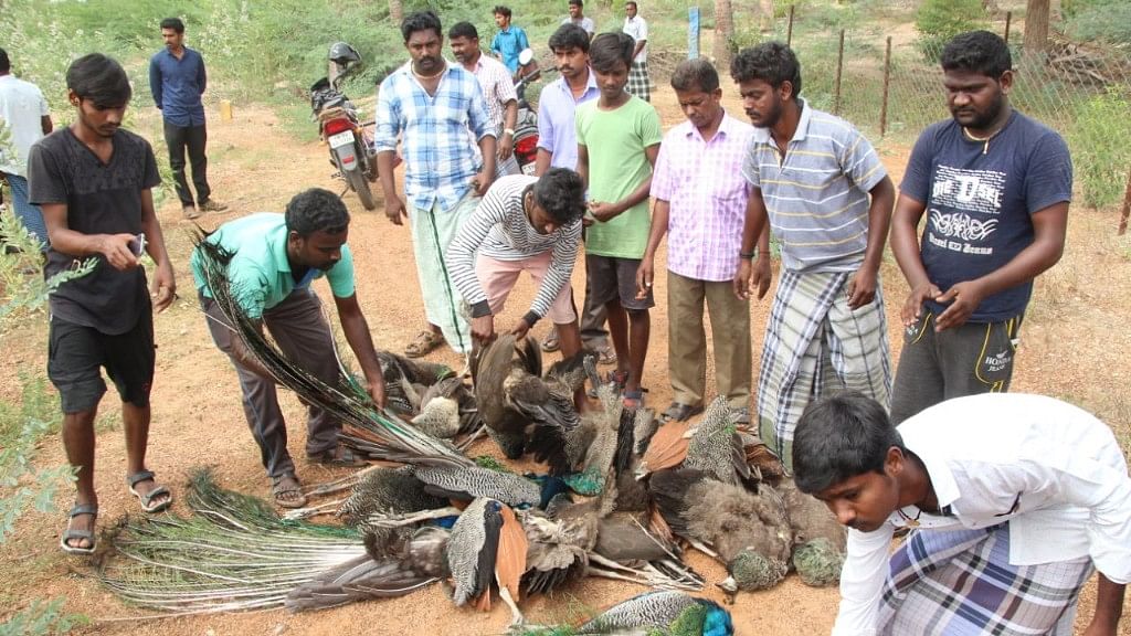 On August 3 2018 morning, a woman found 34 peacocks and 9 peahens dead. The forest officials were immediately alerted.