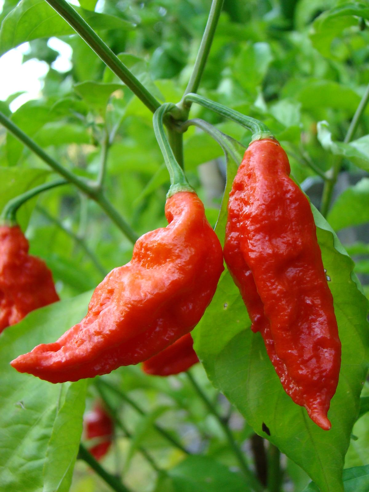 Chillies help cure indigestion, cut hyper acidity, and keep your cholesterol numbers in check.