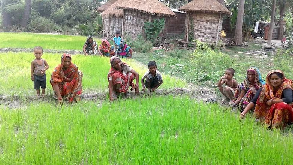 Women farmers at a paddy nursery in Muzaffarpur district&nbsp;