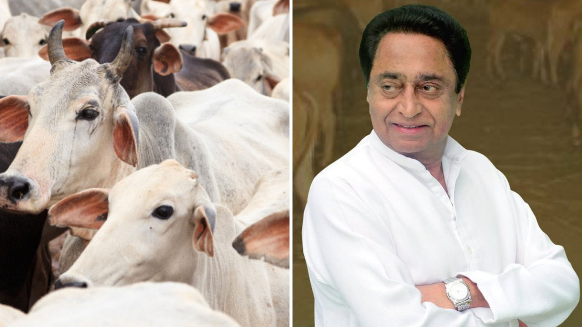 MP Congress President Kamal Nath, apparently taking a leaf from the Bharatiya Janata Party, promised to build Gau shalas across the state, if the Congress came to power in Madhya Pradesh.