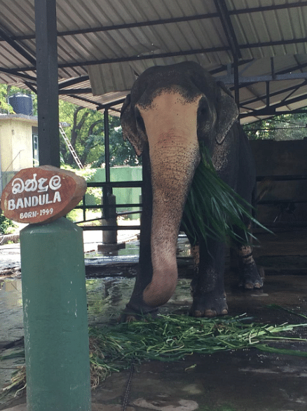 Bandula, the Sri Lankan jumbo caught a lucky break – sharing his name with the petitioner who is trying to free him.