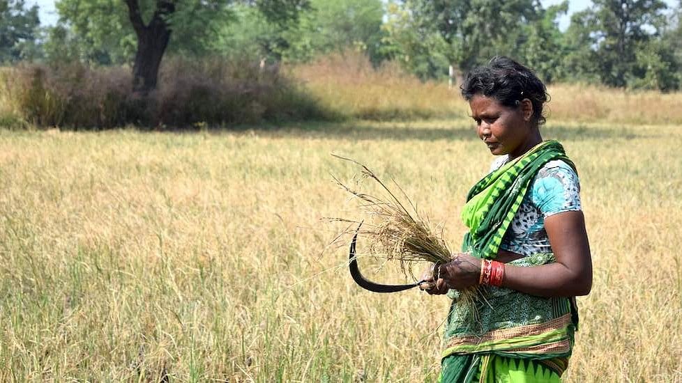 A woman farmer in Odisha.