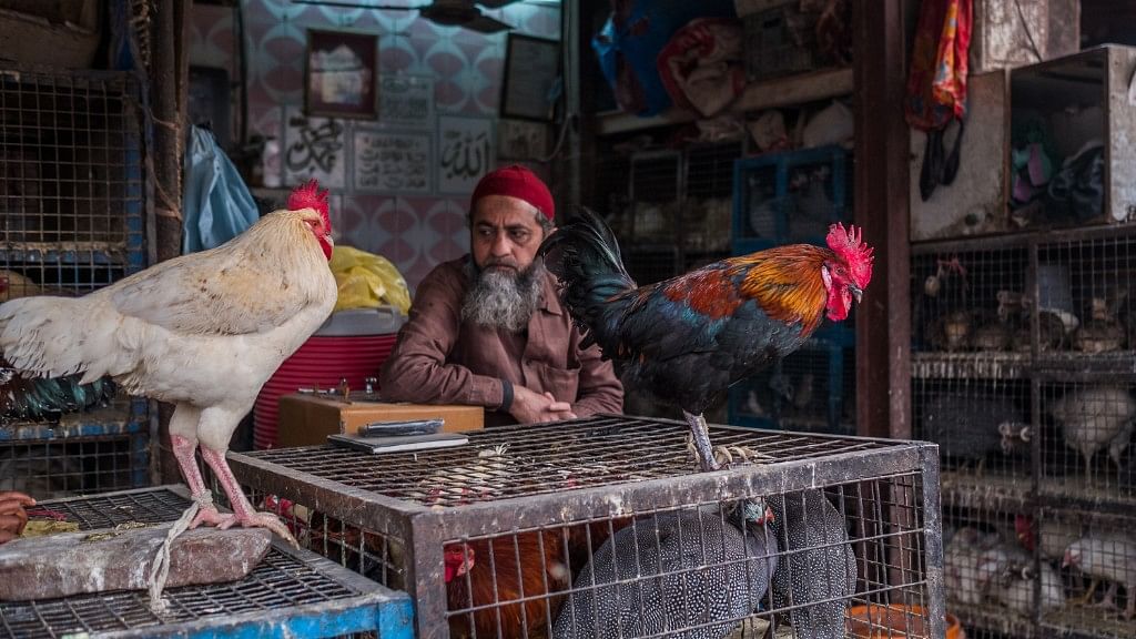 Indian has a booming poultry market.