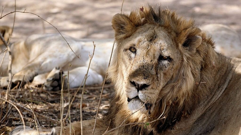 An Asiatic lion rests in Gir forest.