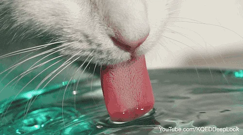 Water helps in flushing out the remnants of the infection from the body while also aiding smooth blood-flow.