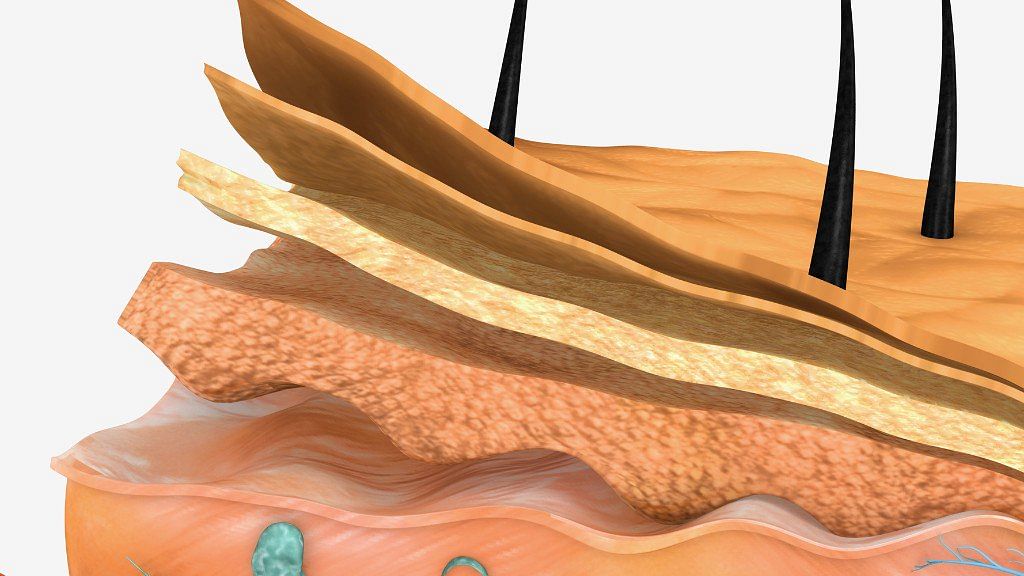 A critical step in wound healing is the migration of stem-cell-like cells  from nearby, undamaged skin into wounds.
