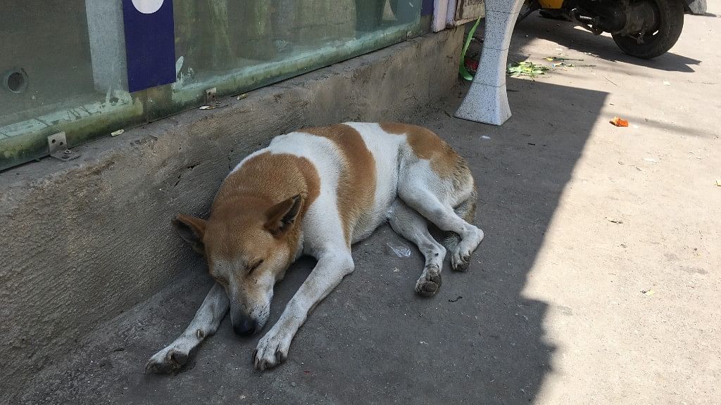 With three incidents of stray dogs attacking people in three weeks in Bengaluru, we dig deeper into the problem