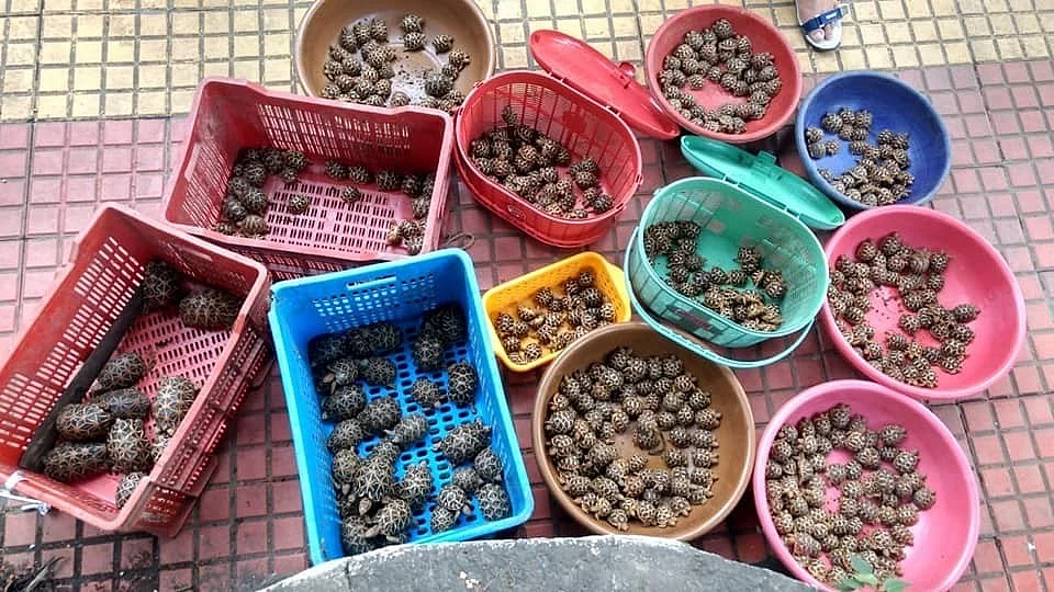 In one of the largest such seizures in recent times in Mumbai, as many as 523 star tortoises were rescued from a 42-year-old woman who was intercepted at the Lokmanya Tilak Terminus (LTT) in Kurla.